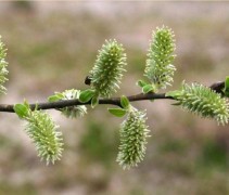 Salix cinerea grauwe wilg