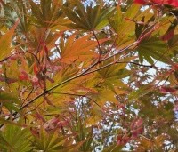 Acer palmatum 'Masu-kagami' - Japanse Esdoorn 'Masu-kagami' - 1