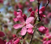 Malus 'Mokum' - Sierappel 'Mokum' - 1