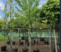 Tilia mongolica 'Buda' - Mongoolse Lindeboom - 1