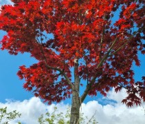 Acer palmatum bloodgood hoogstam