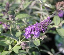 Buddleja davidii Free Petite Blue Heaven