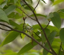 Carpinus japonica blad