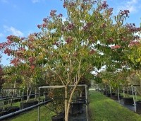Heptacodium miconioides - Zevenzonenboom - 2