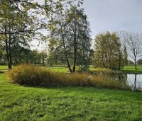 Alnus glutinosa - Zwarte Els - Elzen bij natuurvijver in Vaassen THB