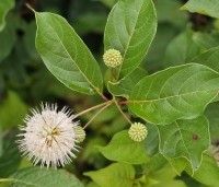 Cephalanthus occidentalis - Kogelbloem - 1