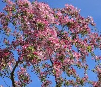 Malus 'Rudolph' - Sierappel - 1