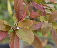 Malus 'Profusion' - Sierappel - 3