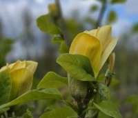 Magnolia x Brooklynensis 'Yellow Bird' - Magnolia 'Yellow Bird' - april 2026