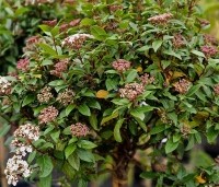 Viburnum tinus 'Eve Price' - Sneeuwbal 'Eve Price' - 1