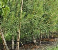 Pinus pinaster - Zeeden - opkweek meerstammen op de kwekerij van THB juni 2026