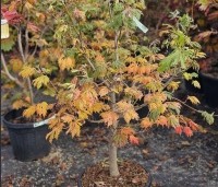 Acer japonicum 'Aconitifolium' - Japanse Esdoorn 'Aconitifolium' - 1