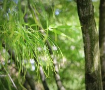 Acer palmatum Koto-no-ito