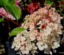 Hydrangea paniculata 'Vanille Fraise'