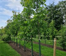 Juglans regia Broadview, veredelde noten voorbeeld maat 12-16 hoogstam