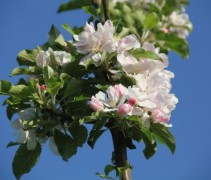 Malus domestica 'Cox'