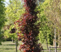 Fagus syl. 'Rohan Obelisk' ofwel Beuk 'Rohan Obelisk'