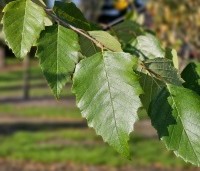 Betula nigra - Zwarte berk - 6