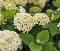 Hydrangea arb. 'Incrediball Strong Annabelle'  - Hortensia 'Incrediball Strong Annabelle' - 1