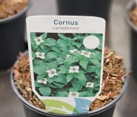 Cornus canadensis - Dwerg kornoelje - 1