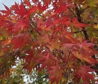 Acer palmatum 'Sangokaku' - Japanse Esdoorn 'Sangokaku' - 2
