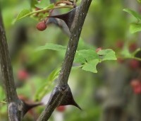 Zanthoxylum simulans - Chinese peperboom - 8