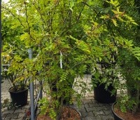 Zanthoxylum simulans - Chinese peperboom - 7