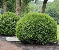 Taxus baccata - Venijnboom - 5