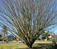 Carpinus betulus 'Fastigiata' - Haagbeuk 'Fastigiata' - ongesnoeid