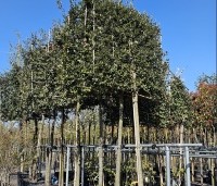 Quercus ilex - Steeneik - 1
