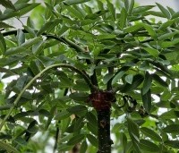 Sophora Japonica 'Pendula' - Treurvormige Japanse Honingboom - 1
