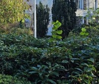 Viburnum davidii - Sneeuwbal davidii - wintergroene bodembedekker