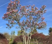 Magnolia 'Betty' - Magnolia 'Betty' - 3