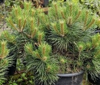 Pinus nigra 'Nana' - Oostenrijkse dwergden - 3