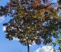 Albizia julibrissin 'Summer Chocolate' - Perzische slaapboom 'Summer Chocolate' - hoogstam boom met parasolkroon