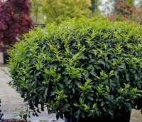 Prunus lusitanica 'Angustifolia' - Portugese laurier - 2