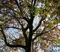 Zelkova serrata - Japanse Zelkova - kroon november 2023