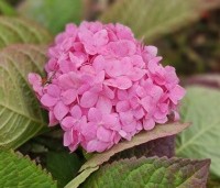 Hydrangea macrophylla Endless Summer Roze - Bolhortensia - najaars nabloei