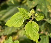 Humulus Lupulus, de wilde Hop plant is inheems in Nederland