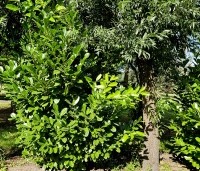 Prunus laurocerasus 'Rotundifolia'  - Laurierkers 'Rotundifolia'  - 2