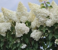 Hydrangea paniculata 'Vanille Fraise' - Pluimhortensia 'Vanille Fraise' - 2