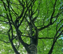 groene beuk