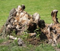 Ulmus oude stronk