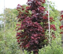 Acer platanoïdes 'Crimson Sentry' / Roodbladige Noorse Esdoorn 'Crimson Sentry' 