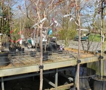 Aesculus pavia halfstam, in pot.