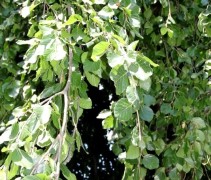 Fagus sylvatica 'Pendula' 