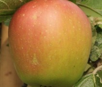 Malus domestica 'Groninger Kroon'