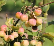 Malus Red Sentinel augustus