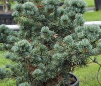 Pinus parviflora 'Negishi' - Japanse witte den 'Negishi' - 4
