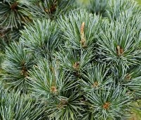 Pinus parviflora 'Negishi' - Japanse witte den 'Negishi' - 3